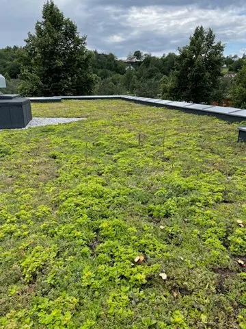 Vollen skole  tak sedum